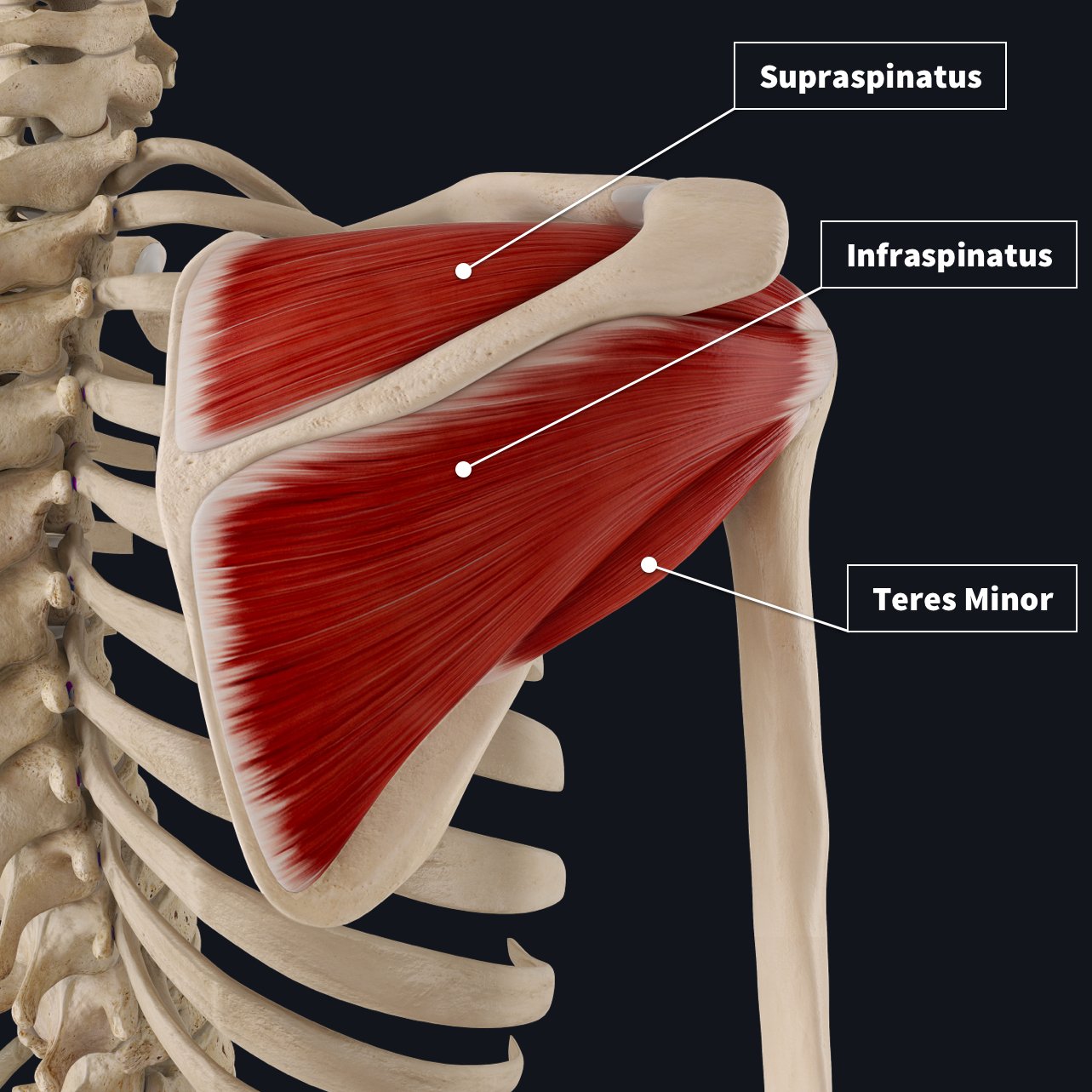 Agape Physiotherapy | Understanding Rotator Cuff Tears - Causes ...